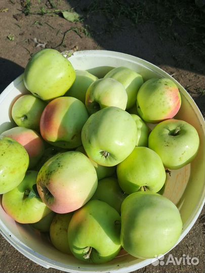 Яблоки домашние