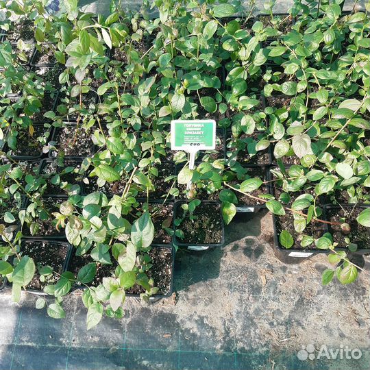 Голубики саженцы, 13 сортов, трёхлетки