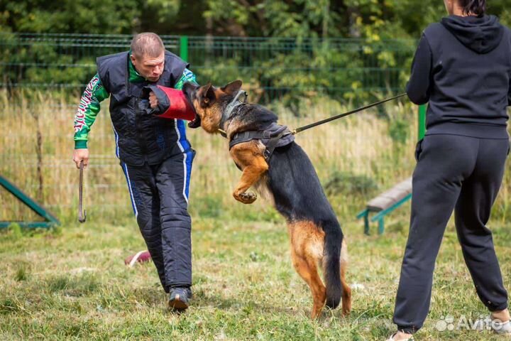 Кобель для вязки