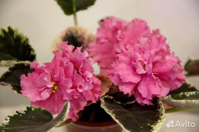 Фиалка нд-Матиолла