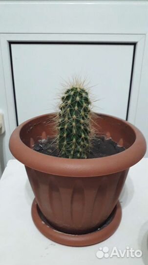 Кактусы