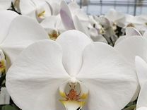 Орхидея фаленопсис Сого Юкидан (Sogo Yukidian)