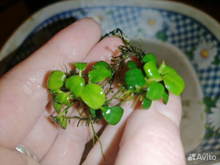 Аквариумные растения и улитки