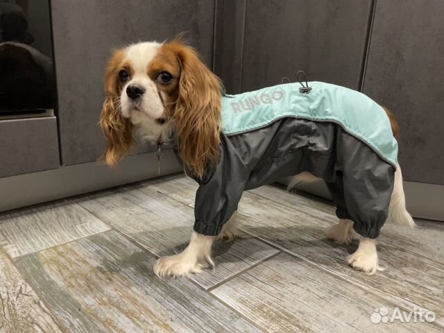 Комбинезон дождевик для собаки