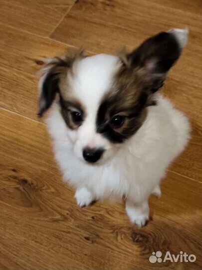 Щенки папильон