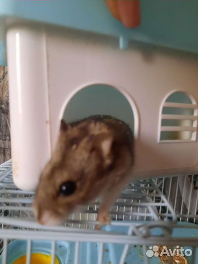 Джунгарский хомяк бесплатно