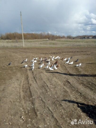 Продажа Голубей Бакинских+Широко Хвост