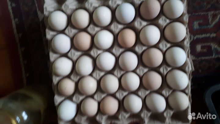 Домашние куриные яйца
