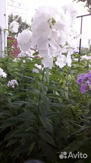 Флоксы многолетние