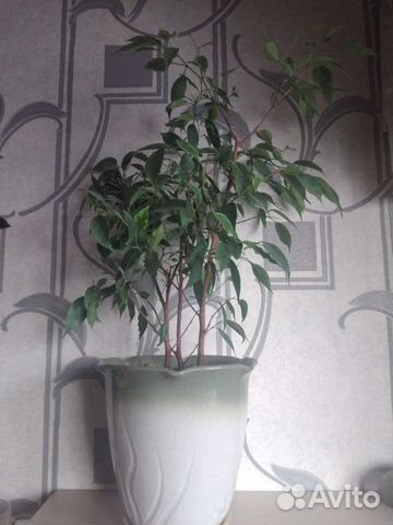 Фикус бенджамина