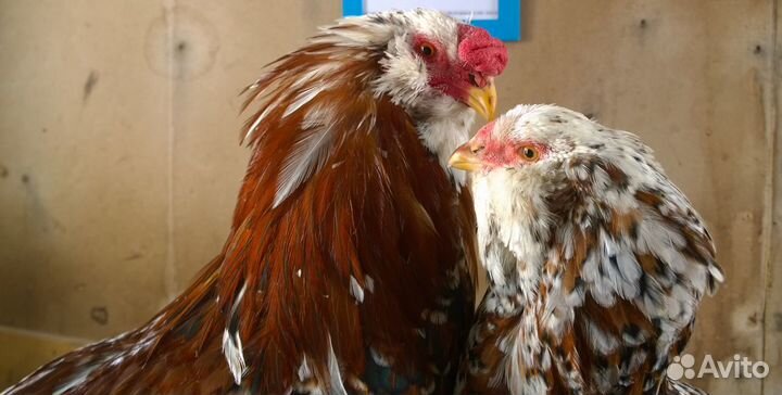 Инкубационное яйцо разных пород кур в Лобне