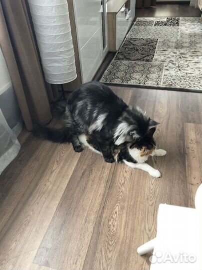 Вязка мейн-кун