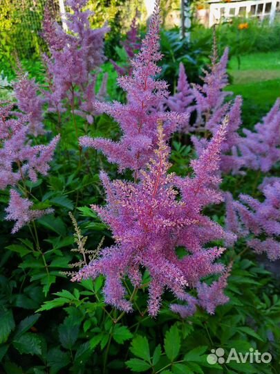 Многолетние садовые растения