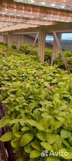 Рассада петуньи