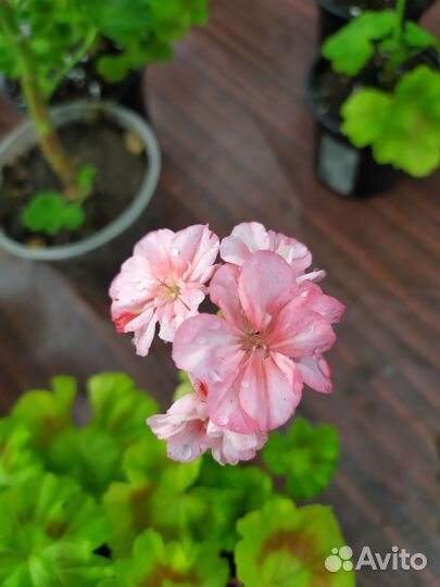 Герань пеларгония