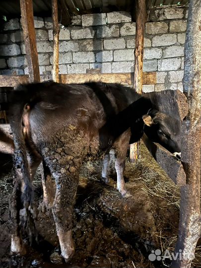 Продаю телки