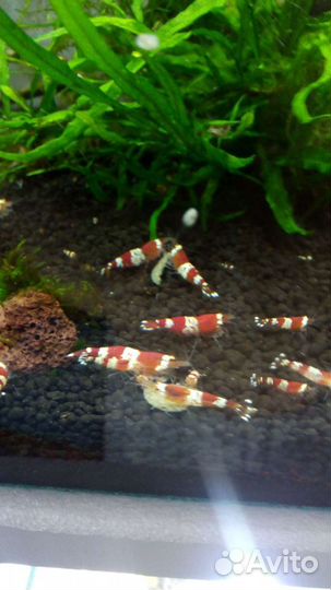 Аквариумные креветки