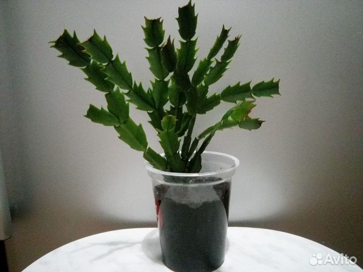 Рипсолидопсис белый и красный