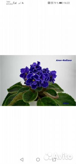 Фиалки сортовые