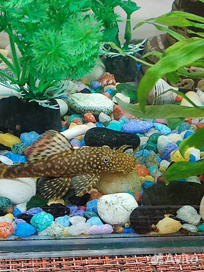 Сомики анциструсы