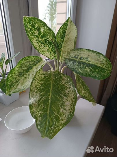 Аглаонема White rose