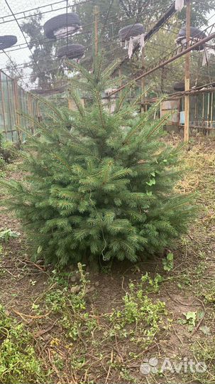 Голубые ели