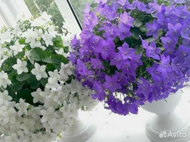 Кампанула жених и невеста колокольчик