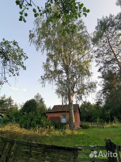 Дрова березовые