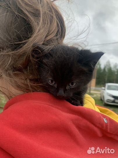 Отдаем котенка в добрые руки