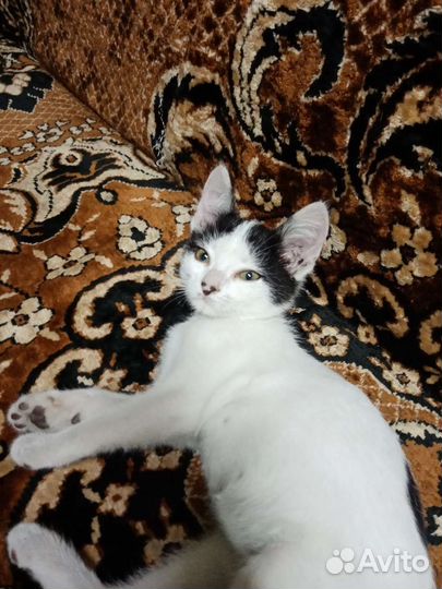 Котенок Шмяк