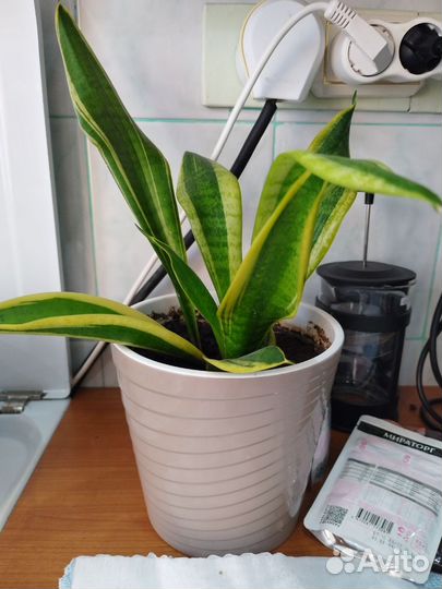 Комнатные цветы