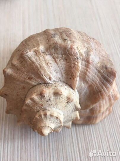 Ракушки для аквариума