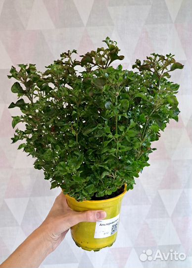 Альтернантера