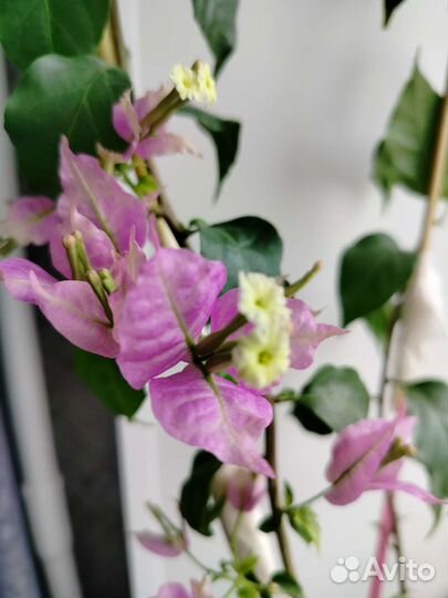 Бугенвиллия