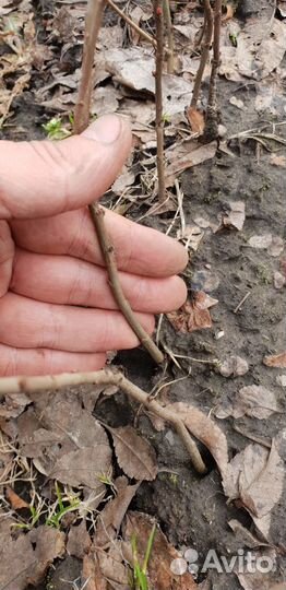 Айва японская