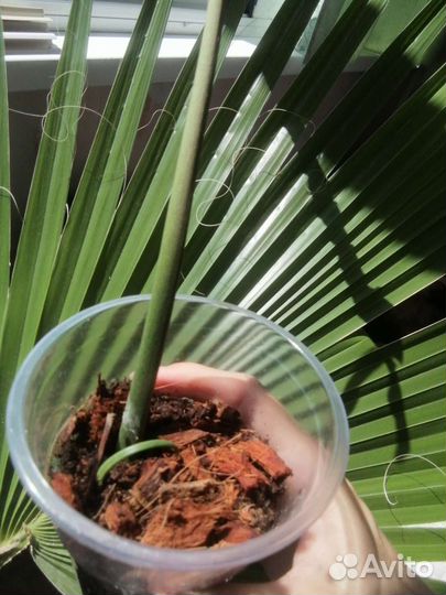 Филодендрон джоэппи