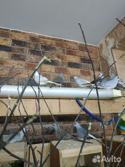 Продаются брильянтовые горлицы