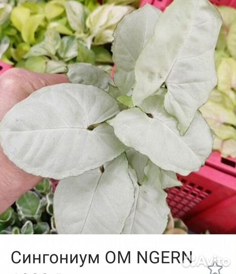 Сингониумы разные, сортовые