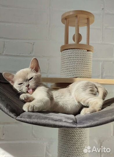 Бурманские, питомник