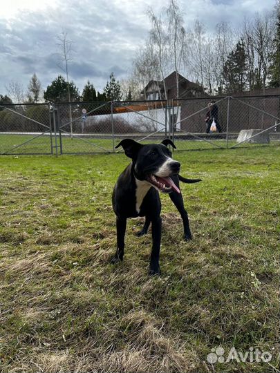 Щенок девочка в добрые руки