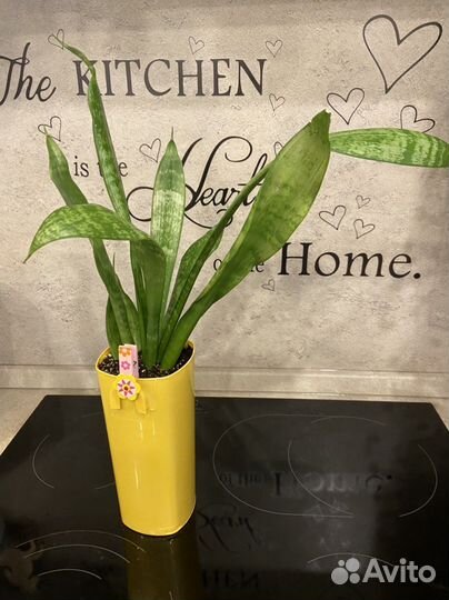 Комнатные цветы в наличии