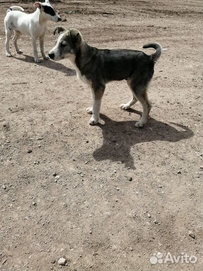 Друг человека