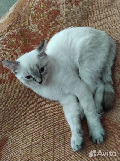Котенок девочка в Добрые руки