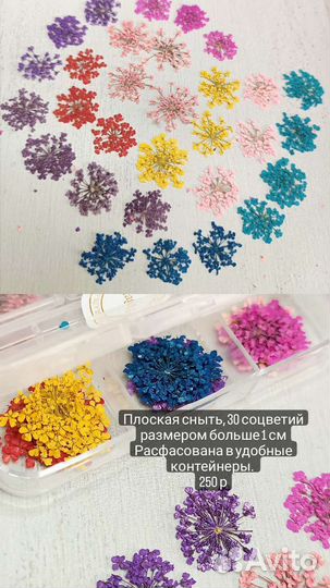 Плоская сныть, сухие цветы для творчества