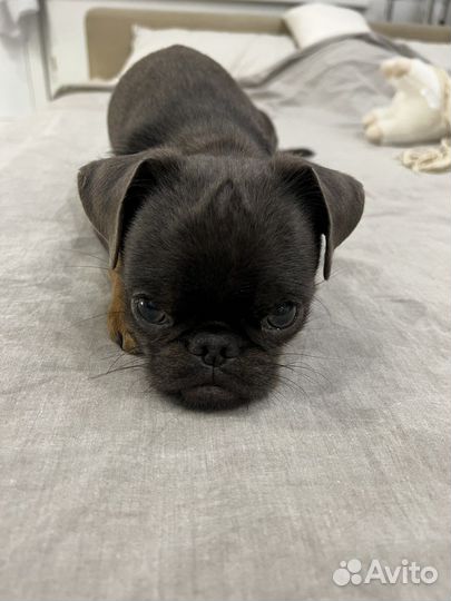 Пти брабансон вязка