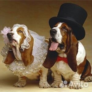 Инструктор по вязке, анализ на готовность суки