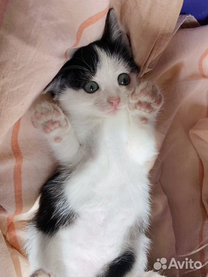 Котенок Рейян – добрейшая душа