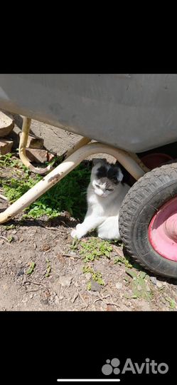 Кошечки подростки