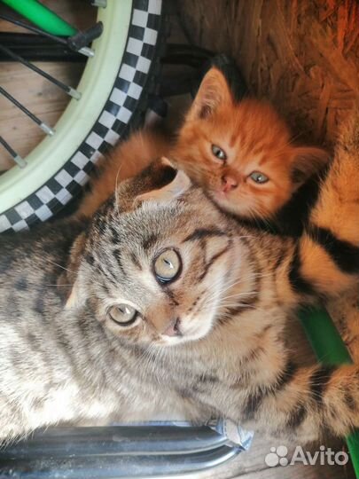 Кошка в дар бесплатно