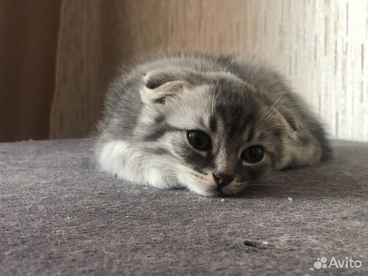 Вислоухий котенок